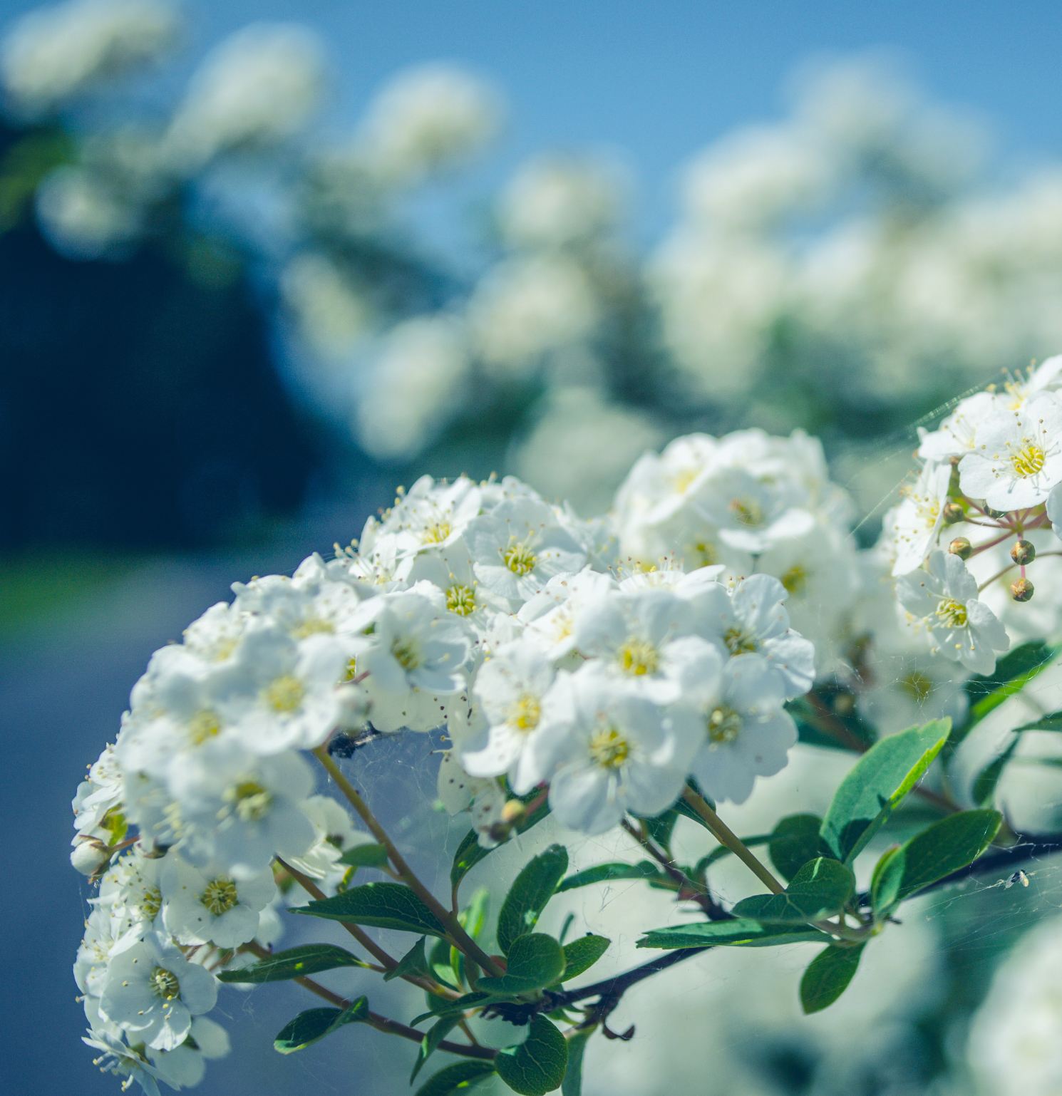 Saison Printemps Zen Dera